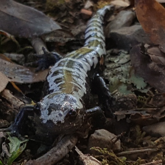 Meet your Posher, Kristen - Picture 2 of 2